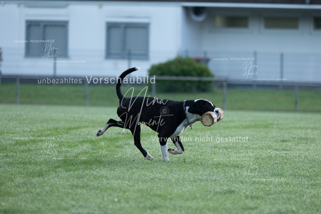_16A5735 | Einzigartige Fotos von Hunden & Menschen –Actionfotos, Portraits, Vereinsaufnahmen & Paarshootings – authentisch, lebendig & mit Herz.
