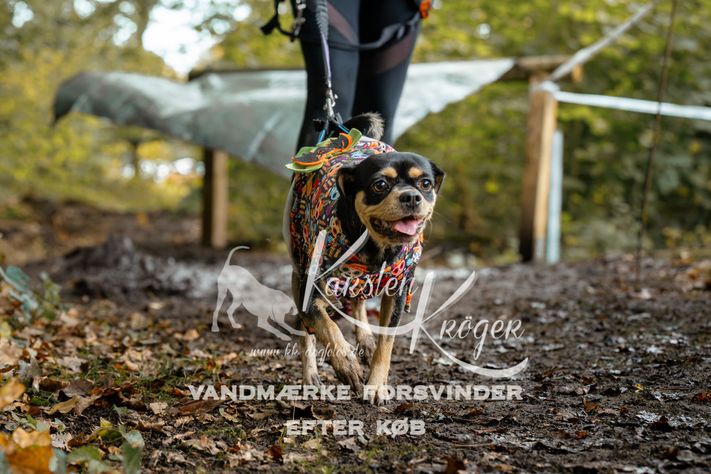 1422DZ6_1760Z6 | kk-dogfotos