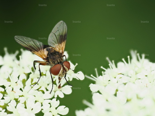 Breitflügelige Raupenfliege (Ectophasia crassipennis) | Die Breitflügelige Raupenfliege (Ectophasia crassipennis) ist eine 5–9 mm große, variabel gefärbte Raupenfliege aus der Familie der Tachinidae. Die Adulten besuchen Blüten, während die Larven als Parasitoide in anderen Insekten leben.
 –  – 
The Broad-winged Tachinid Fly (Ectophasia crassipennis) is a 5–9 mm variably colored tachinid fly from the family Tachinidae. Adults visit flowers, while the larvae live as parasitoids inside other insects. - Realisiert mit Pictrs.com