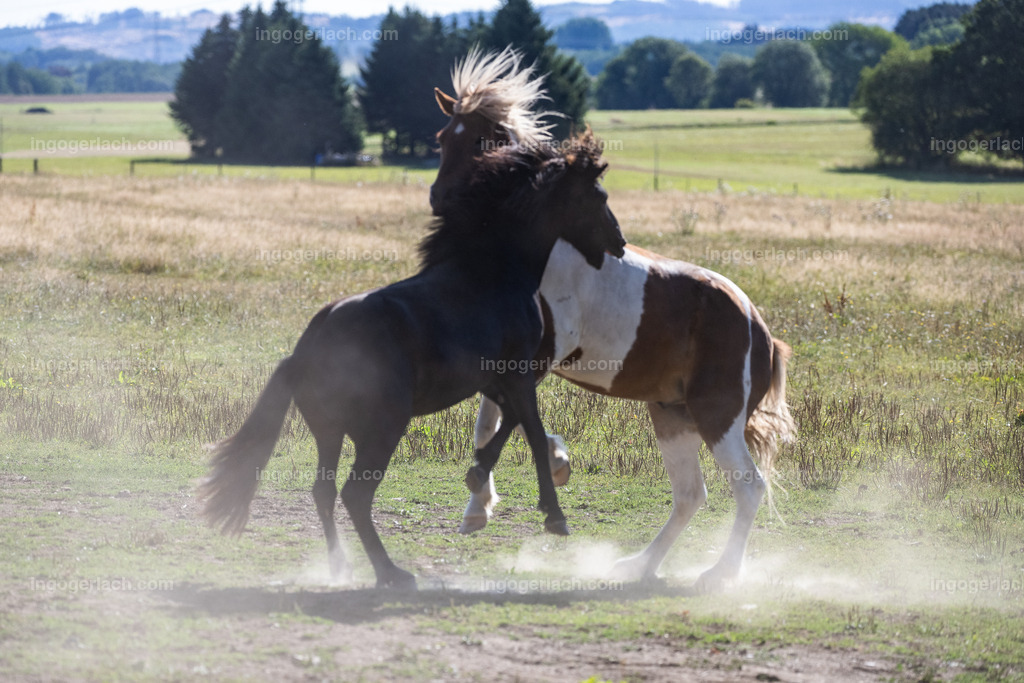 kämpfende Islandhengste | Ingo Gerlach