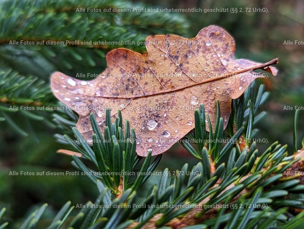 PXL_20231216_095509375.PORTRAIT.ORIGINAL-01 | krollfotografie - Realisiert mit Pictrs.com