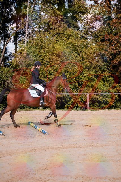 2026_10_03_Siefer-Hof_143437_Z81_02572334 | Professionelle Reitsport-, Turnier- und Eventfotografie von Robert Broda. Galerien mit ausgewählten und bearbeiteten Bildern direkt online ansehen und bestellen.