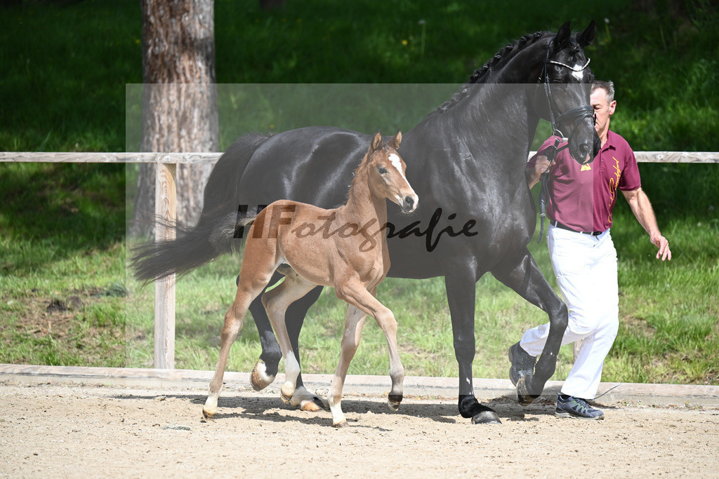 Benicio x De Niro_HF_Eder_11240236 | hf-fotografie - Realisiert mit Pictrs.com