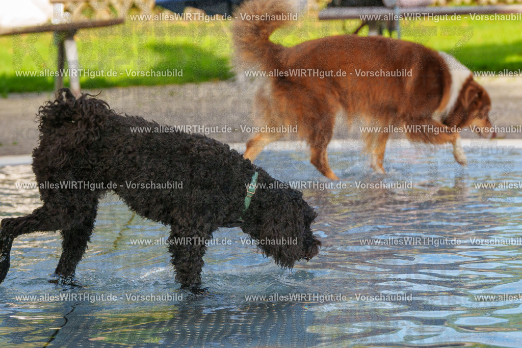 Hundeschwimmen_Grefrath_2026-allesWIRTHgut_Tierfotografie-09_56-FAY07862 | Professionelle Tierfotografie in Mönchengladbach von Daniel Wirth (allesWIRTHgut). Liebevolle & natürliche Bilder von Hunden & Katzen für unvergessliche Erinnerungen.