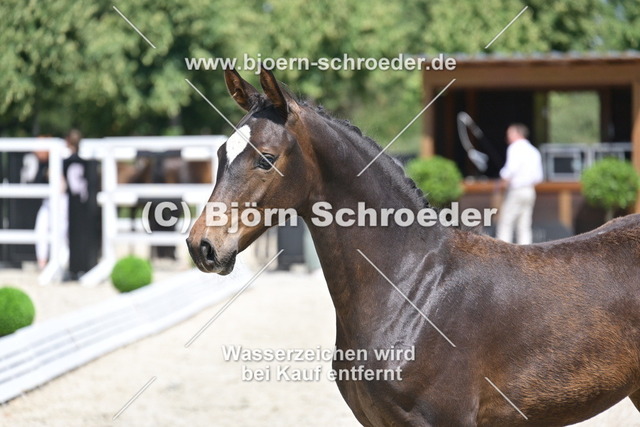 30_Escaneno - Quaterback_935_2201 | Björn Schroeder Pferdefotografie