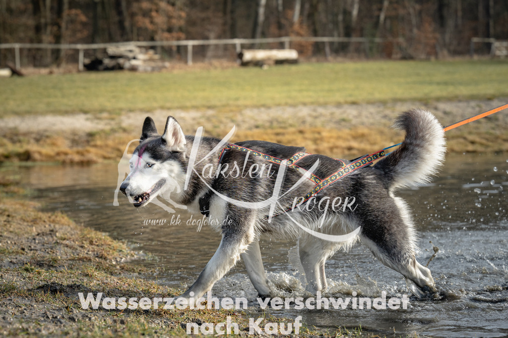 0956_ZZ94875 | kk-dogfotos