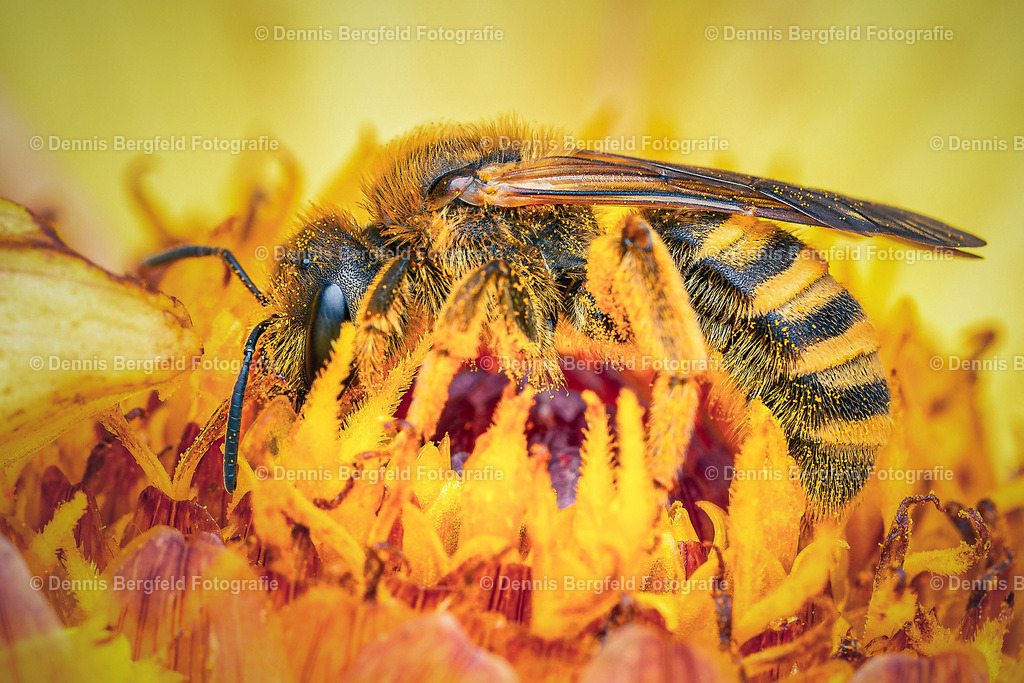 Biene Ultra Makro | Entdecken Sie Natur, Makro und Tierfotografie von Dennis Bergfeld.Besondere Momente und Details der Natur, hochwertig als Foto und Wandbild erhältlich. - Realisiert mit Pictrs.com