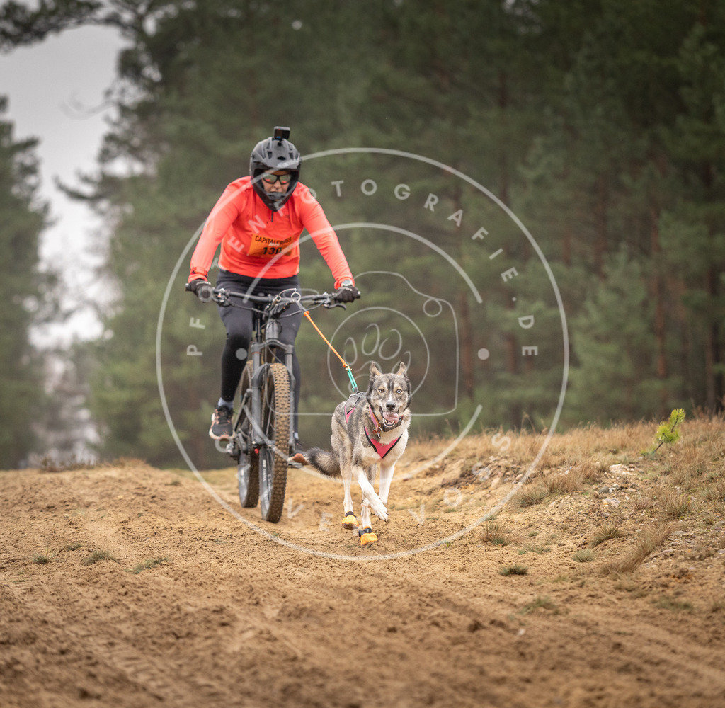 Pfotenfotografie_DV3A3706 | Hundefotografie, Tierfotograf, Pfotenfotografie, Fotoshooting Hund, Hunde Portrait, Hundesport, Hundeportraits, Heideshooting, Hunde, Sportfotograf, Hundefotograf, Turnierhundsport, THS,  - Realisiert mit Pictrs.com