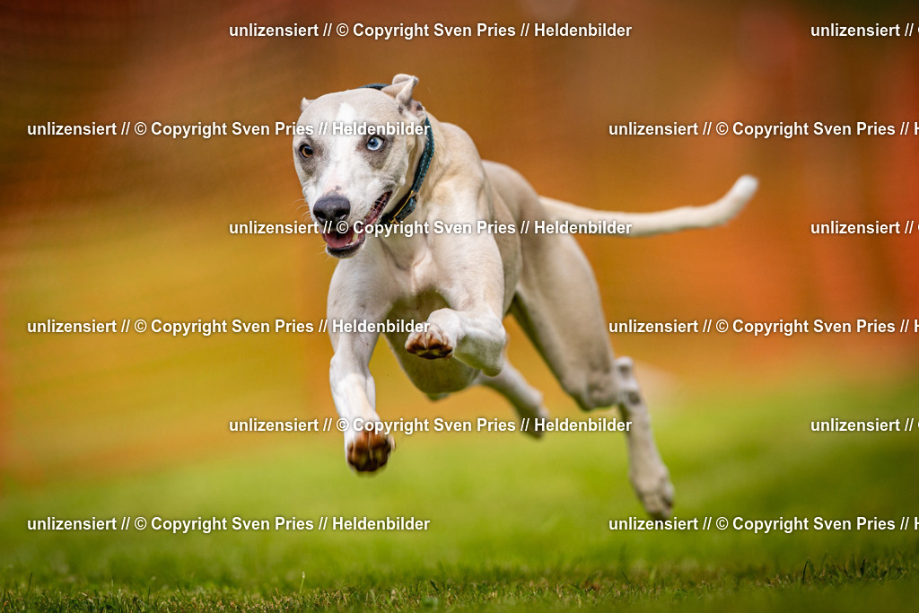 Sven Pries | 2024-09-22 - Hunderennen Baden-BadenPudelverein - Realisiert mit Pictrs.com