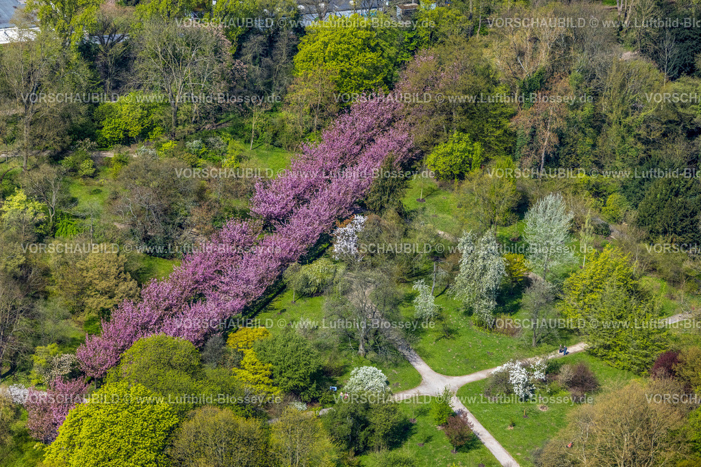 Dortmund230401928 | Luftbild, Blühende Kirschblütenallee im Rombergpark, Rombergpark-Lücklemberg, Dortmund, Ruhrgebiet, Nordrhein-Westfalen, Deutschland