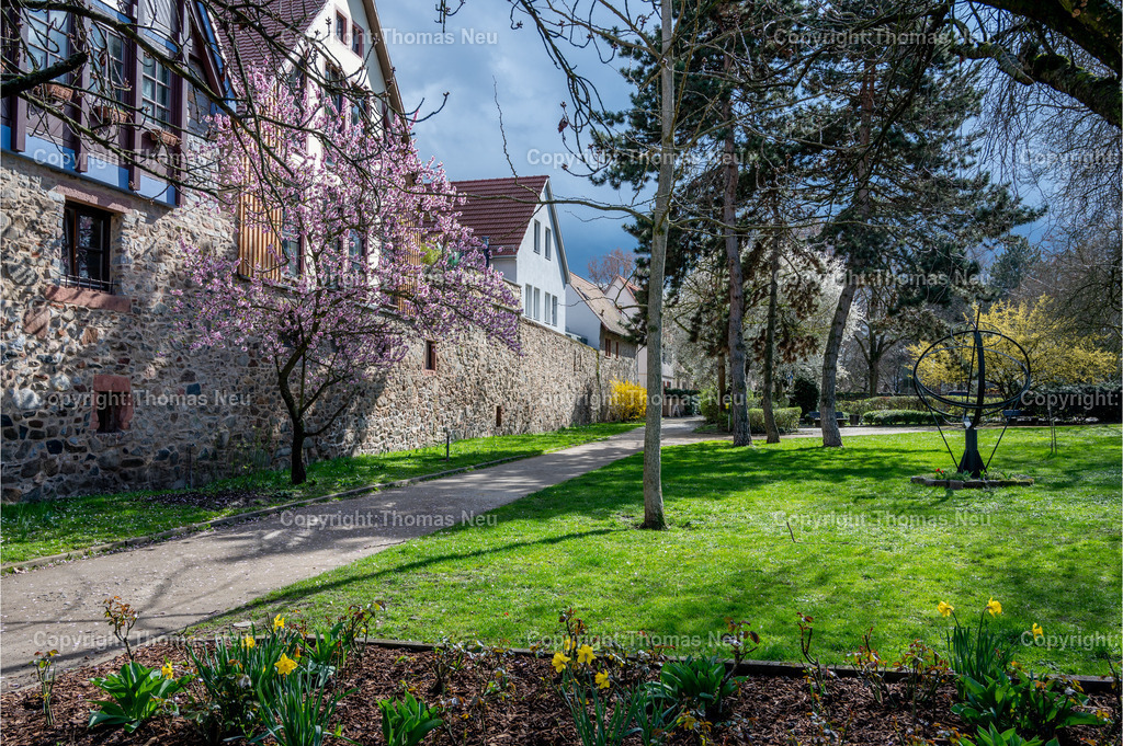 DSC_9863 | Die älteste Stadt an der Hessischen Bergstraße ist Zwingenberg. Die historische Altstadt mit schmucken Fachwerkhäusern lädt zum Verweilen ein. Hier der Stadtpark im Frühling mit Osterglocken, Mandelblüte und Forsythien ,, Bild: Thomas Neu