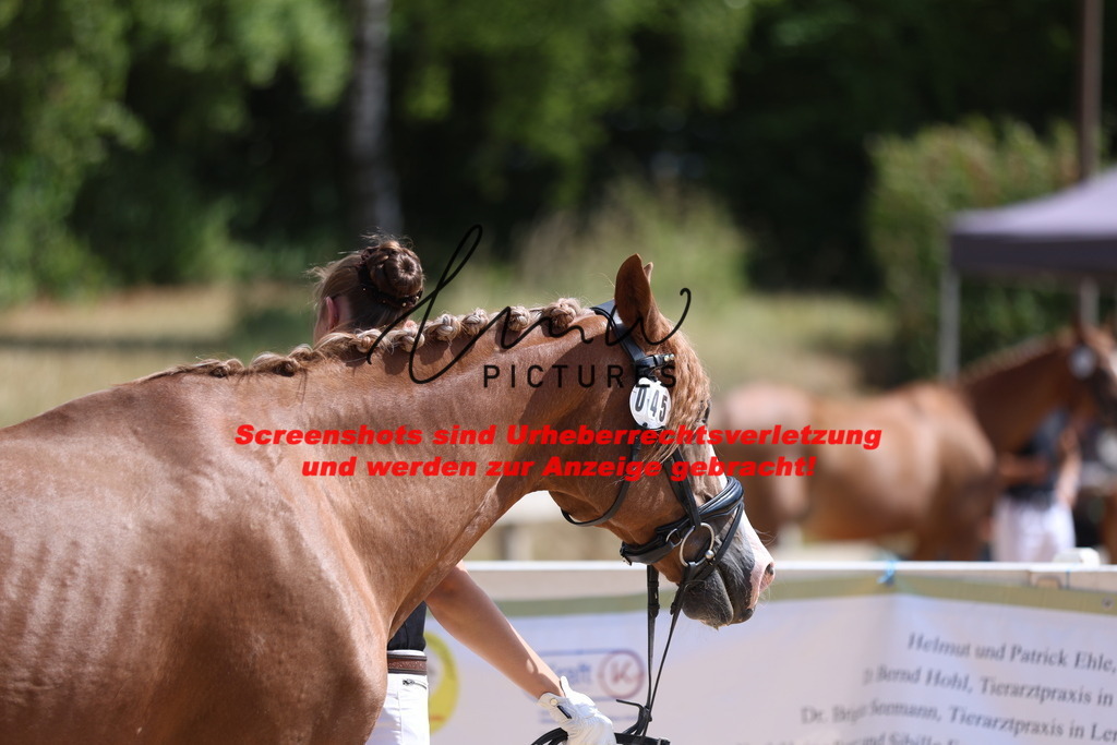 Fohlenschau_Schwäbisch_Hall_Ponys_KN 45_14 | lmwpictures - Realisiert mit Pictrs.com