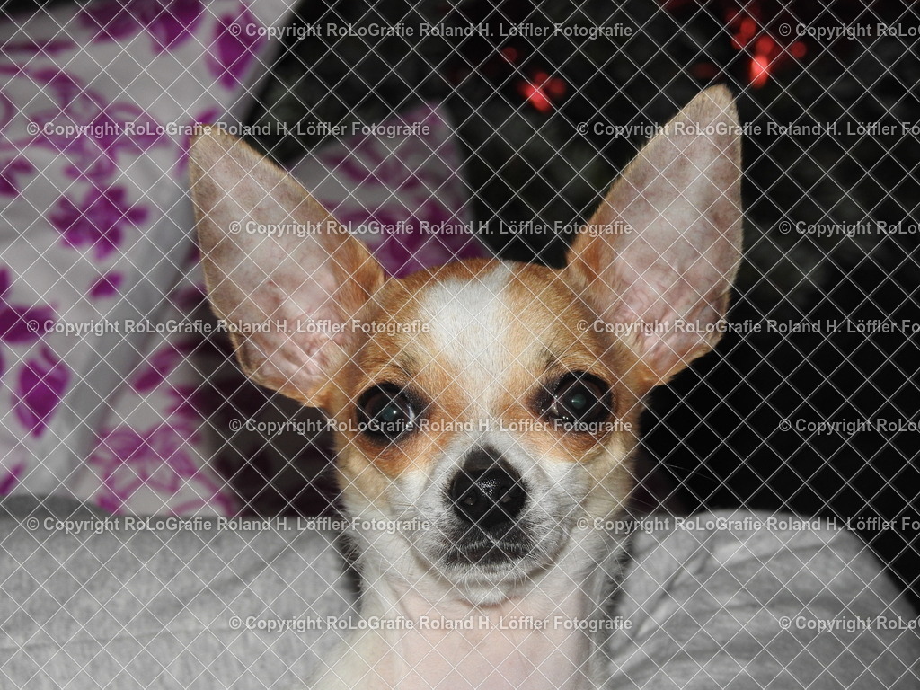 Chihuahua | Chihuahua Porträt - Realisiert mit Pictrs.com