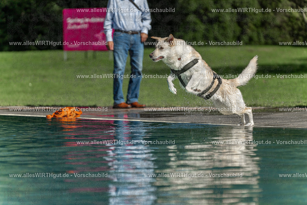 Hundeschwimmen_Volksbad_2026-allesWIRTHgut_Tierfotografie-2609061549-7R501924 | Professionelle Tierfotografie in Mönchengladbach von Daniel Wirth (allesWIRTHgut). Liebevolle & natürliche Bilder von Hunden & Katzen für unvergessliche Erinnerungen.