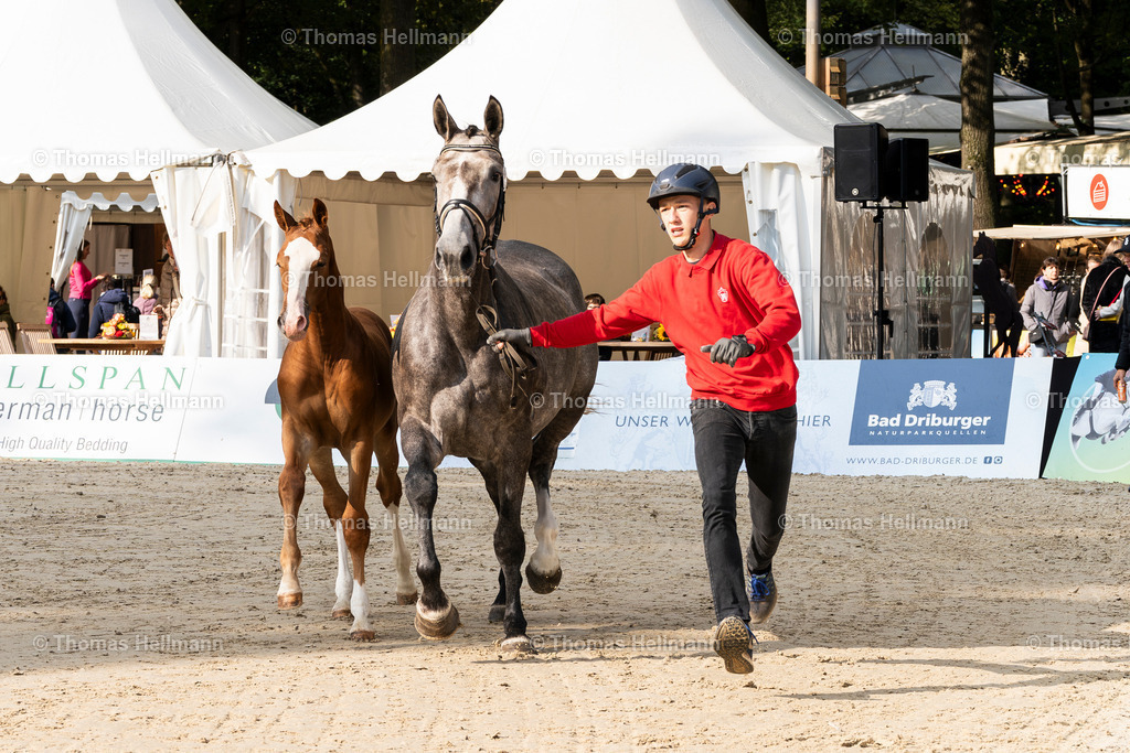 OWL.Ch.2024_Fohlen Nr.1_Edin W --3 | Der professionelle Turnierfotograf ✓ Reitsport Bilder ▷ Shop ✚ günstig & schnell ✚ mit Zugang für Redakteure
