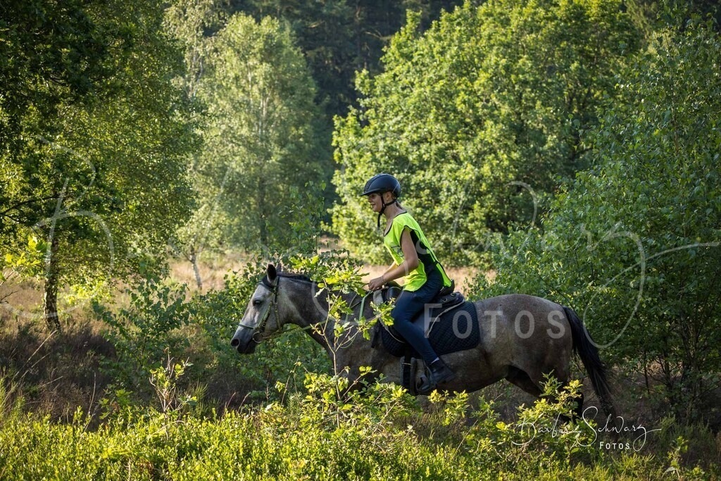 WehlenerHeide_2026-06-27_61 | Stimmungsvolle Fotografie von Pferden, fotografische Begleitung von Veranstaltungen, Golfturnieren und Distanzritten - Realisiert mit Pictrs.com