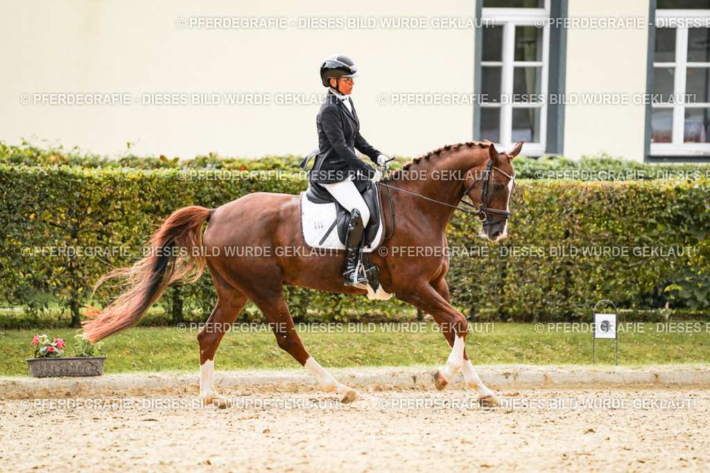 DSC01571 | Pferdegrafie