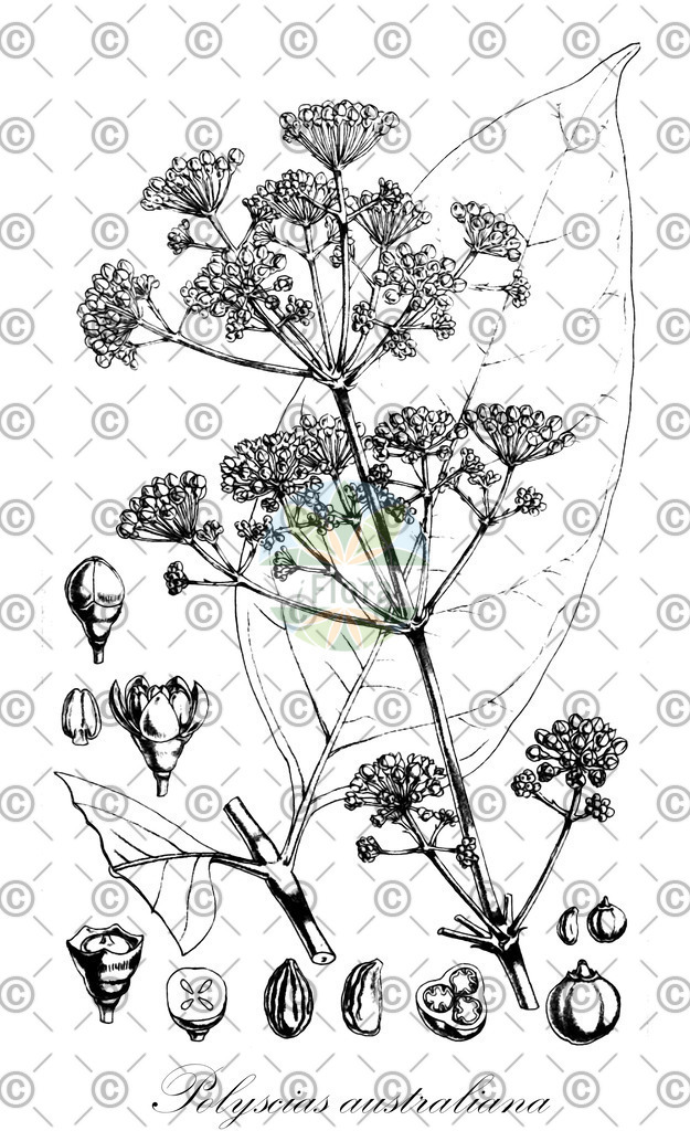 HistAbb_63P5D_2_ENZY_Simple | Historische Abbildung von Polyscias australiana - Araliaceae | Historical Illustration of Polyscias australiana - Araliaceae