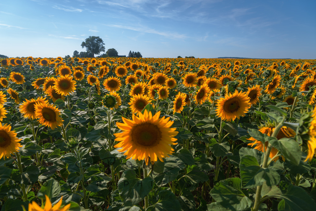 Flowerpower | Sonnenblumenfeld - Realisiert mit Pictrs.com