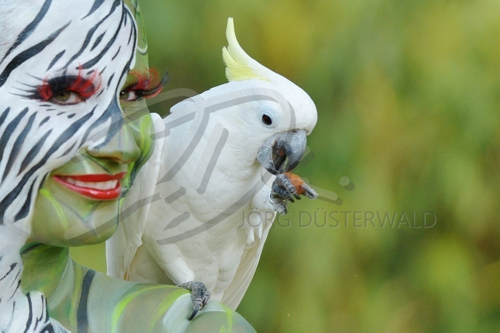 AnimalArt-PAPAGEI_7434 | #001 | Modell: Katey | Foto: Carsten Korwes - Realisiert mit Pictrs.com