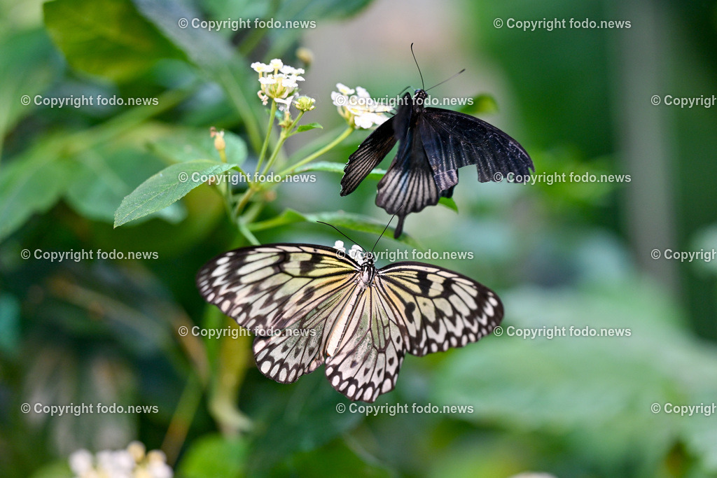 Botanischer Garten Linz_ Schmetterlinge_ Orchideen_ 21.01.2024-75 | 21.01.2024, Botanischer Garten Linz, AUT, Schmetterlinge, im Bild tropische Schmetterlinge, Schmetterling, Falter, Natur, Tiere, Blumen, Pflanzen, Insekten, Butterfly, Tropenhaus