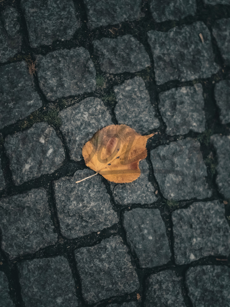 autumn | mooodish - Realisiert mit Pictrs.com