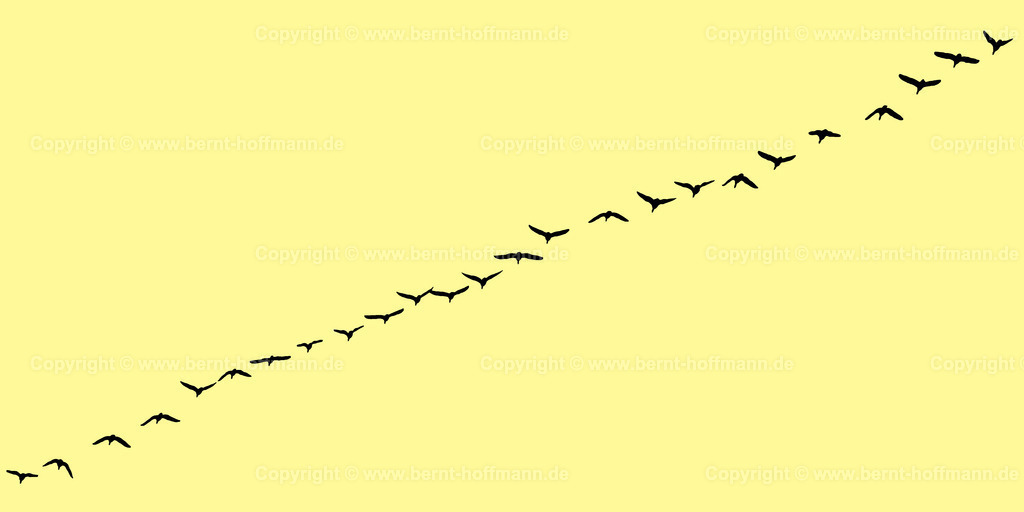 Pgrfk_Vogelzug_0881_fff999_200x100 | bernt-hoffmann.de - Realisiert mit Pictrs.com