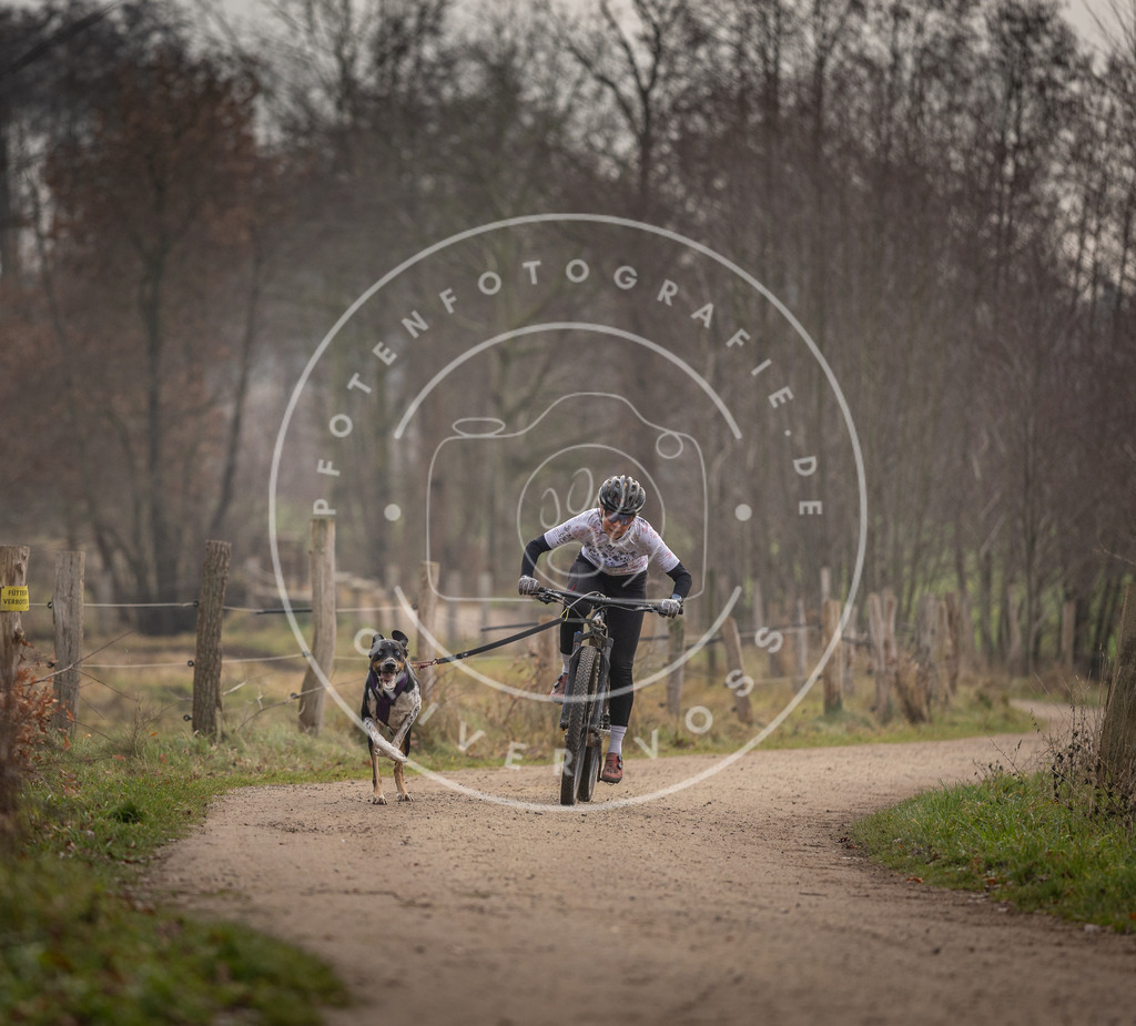 Pfotenfotografie_DV3A1589 | Hundefotografie, Tierfotograf, Pfotenfotografie, Fotoshooting Hund, Hunde Portrait, Hundesport, Hundeportraits, Heideshooting, Hunde, Sportfotograf, Hundefotograf, Turnierhundsport, THS,  - Realisiert mit Pictrs.com