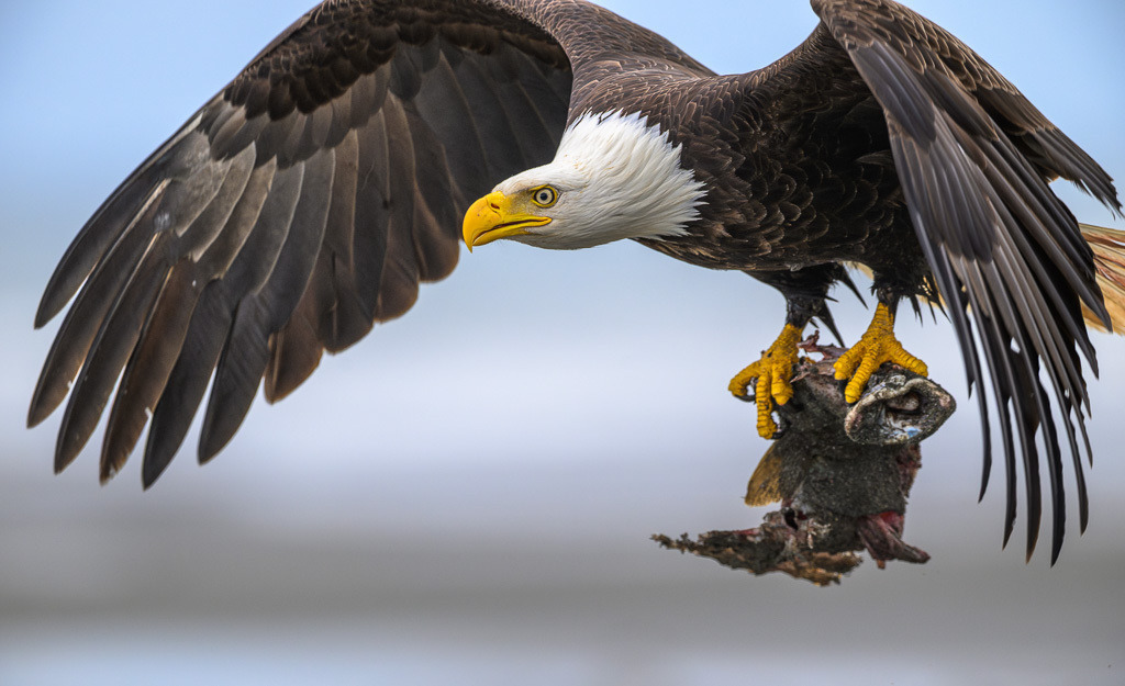 Alaska | Anchor Pont. Weißkopfseeadler am Strand. - Realisiert mit Pictrs.com