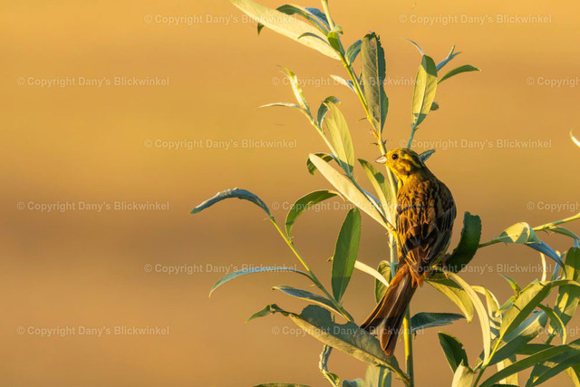 2022141 | Tierfotografie, Tierkalender, Tierbilder, Insekten, Spinnen, Vögel, Schmetterling, Libellen, Leinwand, Colorkey, Qualität, Geschenkartikel, Geschenk - Realisiert mit Pictrs.com