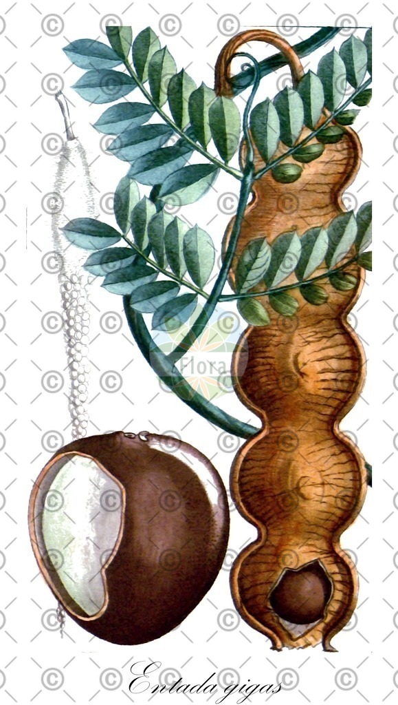 HistAbb_wfo-0000668214_1_ENZY_Simple | Historische Abbildung von Entada gigas - Fabaceae | Historical Illustration of Entada gigas - Fabaceae