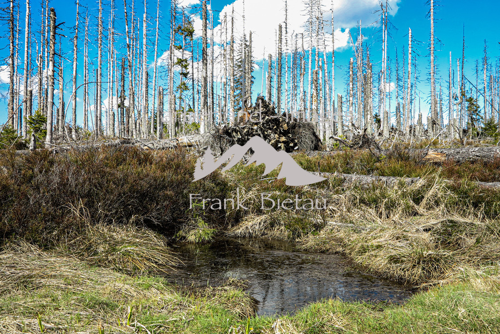 IMG_5229 | Stürme und Borkenkäfer haben dem Wald im Bayerischen und Böhmischen Wald stark zugesetzt. Die Schäden sind gewaltig und unübersehbar. Mehr und mehr breitet sich Jungwuchs und damit neuer Wald in den Höhenlagen aus