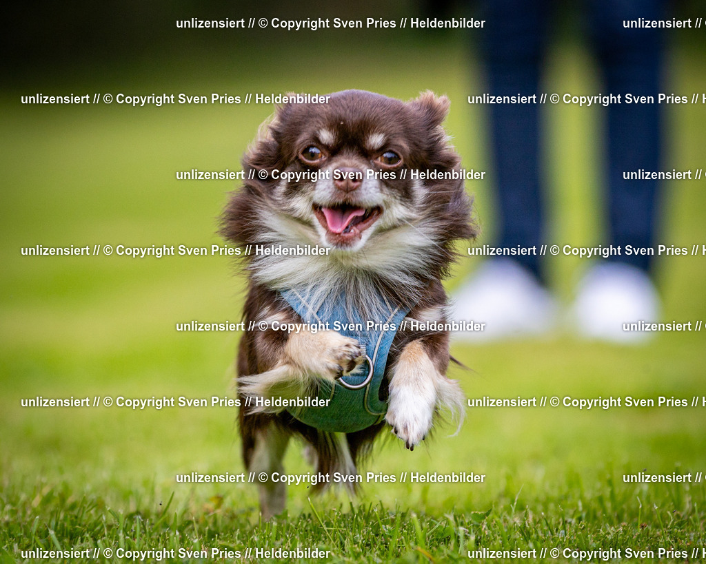 Sven Pries | 2024-09-22 - Hunderennen Baden-BadenPudelverein - Realisiert mit Pictrs.com