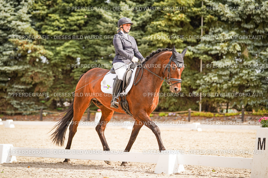 DSC01648 | Pferdegrafie