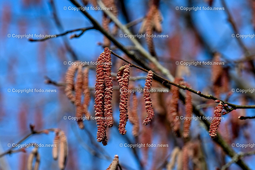 Fruehling_ Blumen_ Fruelingsboten_ 05.03.2025-27 | 05.03.2025, Linz, AUT, Fruehling, Blumen, Fruehlingsboten, im Bild Frühling, Blumen, Frühlingsboten, Fruehling, Fruelingsboten, Haselnuss,  Staude, Baum, Pollen, Blütenpflanze, Vorfrühling