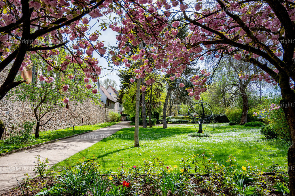 DSC_3817 | Zwingenberg, die älteste Stadt an der Bergstraße,hier der Stadtpark in Frühlingslaune mit blühenden Ziehkirschen, , Stadtmauer, Wege , Bild: Thomas Neu