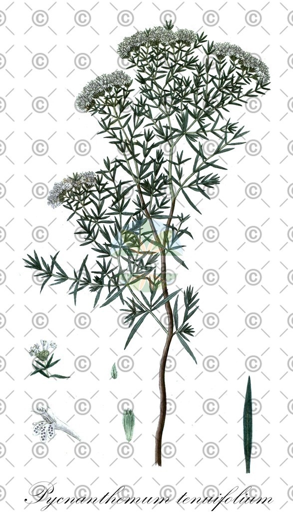 HistAbb_wfo-0000474062_1_ENZY_Simple | Historische Abbildung von Pycnanthemum tenuifolium - Lamiaceae | Historical Illustration of Pycnanthemum tenuifolium - Lamiaceae