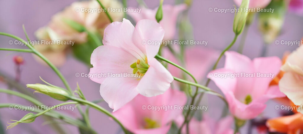 Strauss_alte_Meister_lila_orange_16_1 | Onlineshop für hochwertige Wandbilder. Bei uns findet ihr selbstgestaltete Blumenmotive. Das perfekte Geschenk, als Praxisdeko oder die eigene Wohnung. Alle künstlerischen Blumenfotos sind auf Leinwand, FineArtPrint, Kunstdruck und vielem mehr zu erwerben - Realisiert mit Pictrs.com