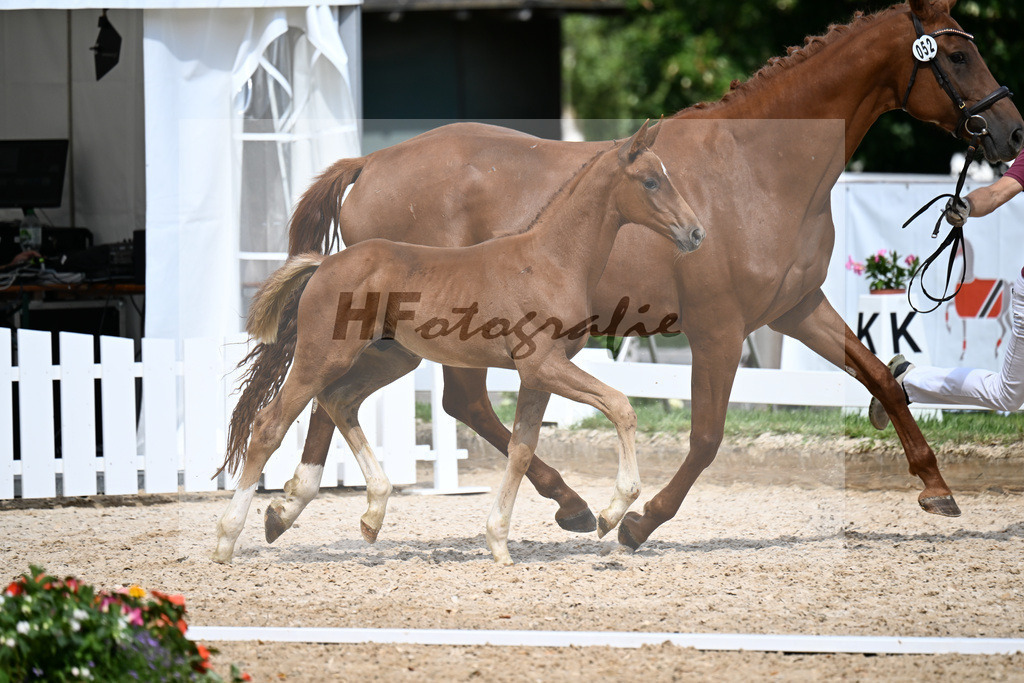 Kat-Nr. 52 Hesselhoj Donkey Boy x Vitalis_HF_Lechl_29251502 | hf-fotografie - Realisiert mit Pictrs.com