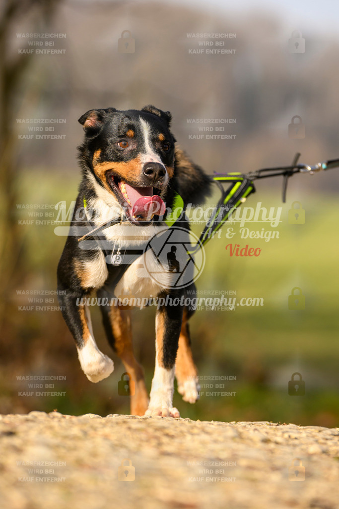 MompixPhotography_6ReiatRennen2026_SA_HappyDog-167 | PayLife