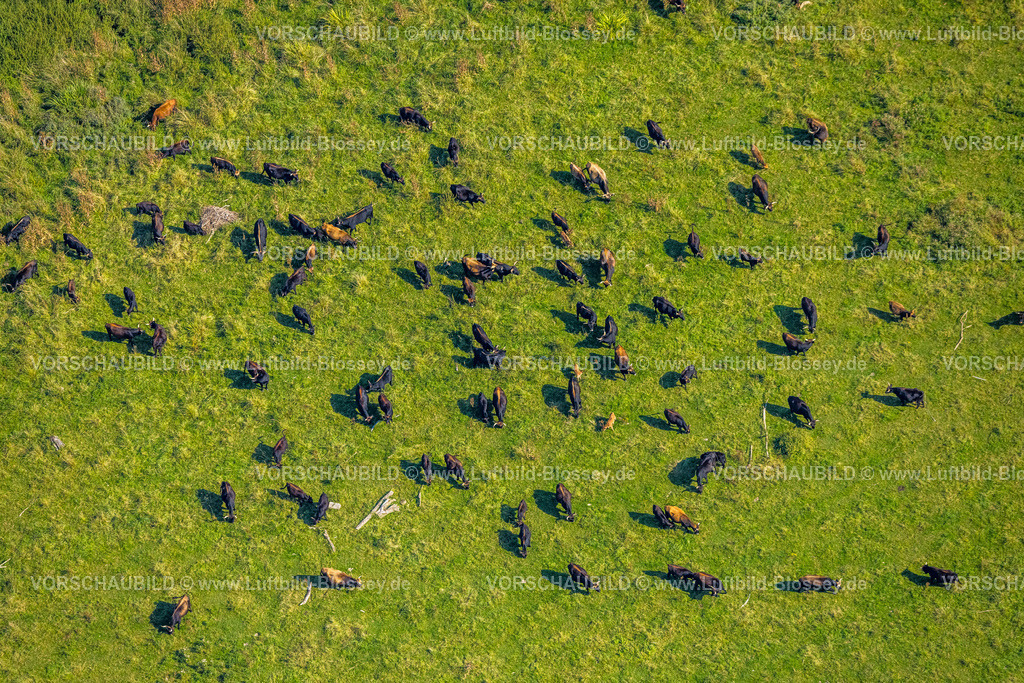 Hattingen240810252 | Luftbild, Naturschutzgebiet Ruhraue Winz an der Hattinger Ruhrschleife, weidende Kühe Rinderherde, Winz, Hattingen, Ruhrgebiet, Nordrhein-Westfalen, Deutschland