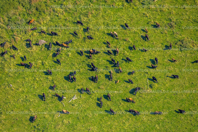 Hattingen240810252 | Luftbild, Naturschutzgebiet Ruhraue Winz an der Hattinger Ruhrschleife, weidende Kühe Rinderherde, Winz, Hattingen, Ruhrgebiet, Nordrhein-Westfalen, Deutschland