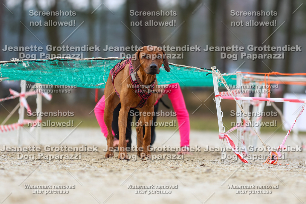 Dog Paparazzi - Strongdog North Mrz26-3722 | Dog Paparazzi Jeanette Grottendiek Fotografie & Videografie - Realisiert mit Pictrs.com