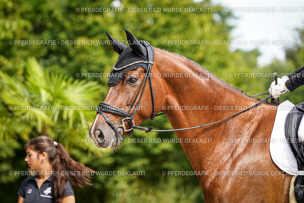 DSC07876 | Pferdegrafie