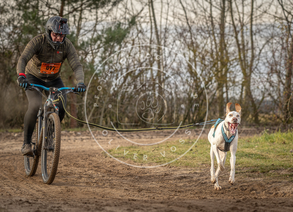 Pfotenfotografie_DV3A7759 | Hundefotografie, Tierfotograf, Pfotenfotografie, Fotoshooting Hund, Hunde Portrait, Hundesport, Hundeportraits, Heideshooting, Hunde, Sportfotograf, Hundefotograf, Turnierhundsport, THS,  - Realisiert mit Pictrs.com