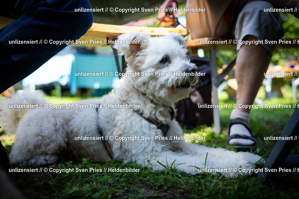 Sven Pries | 2025-08-10 - Hunderennen Durlach - Realisiert mit Pictrs.com