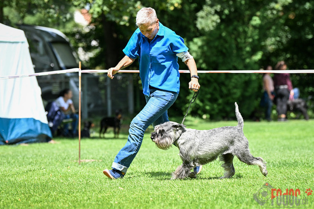 Ausstellung des Pinscher Schnauzer-Klub | Ausstellung des Pinscher-Schnauzer-Klub, OG München in Gröbenzell 30.07.2023 Foto: Leo Wyden