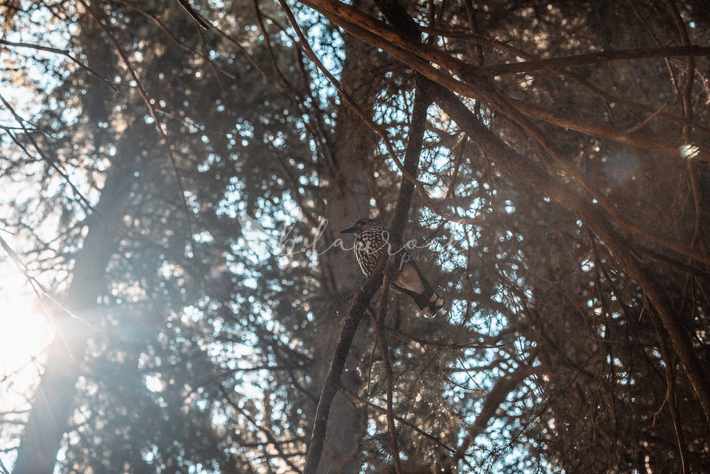 _01A5698 | Sportbilder, Sportfotograf, Hochzeits- und Eventfotografin, Flugshows, Portraits und Tiershooting, Aviation, Downhill, Nationalleague, Swissleague, International