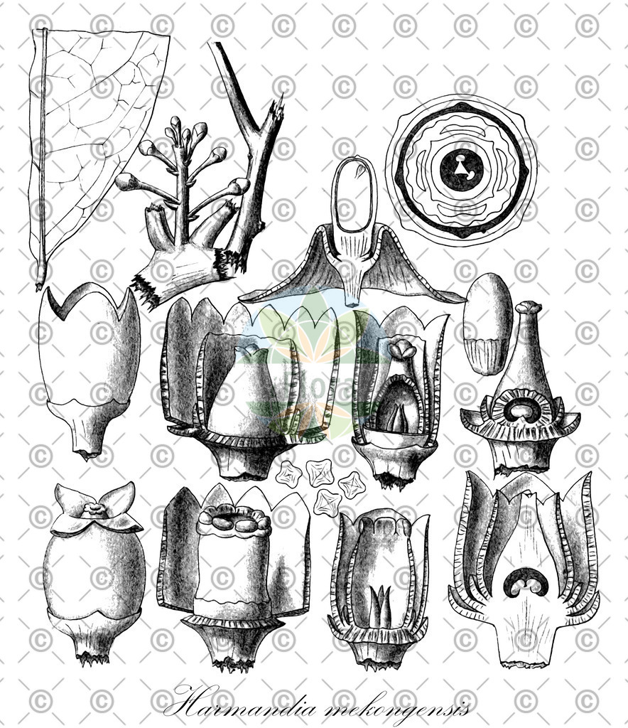 HistAbb_wfo-0000979376_1_ENZY_Simple | Historische Abbildung von Harmandia mekongensis - Olacaceae | Historical Illustration of Harmandia mekongensis - Olacaceae