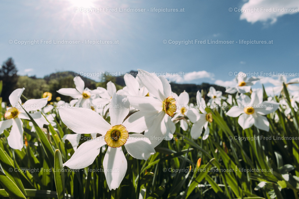 Narzissenbluete Mariazellerland 2022-7883 | Fotos und Fotoprodukte - Realisiert mit Pictrs.com